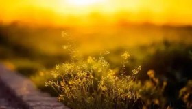 前LPL解说怒喷Uzi：名人堂你配进吗？拳头LOL负责人：今年全球总决赛会非常特别，开幕式将很壮观！